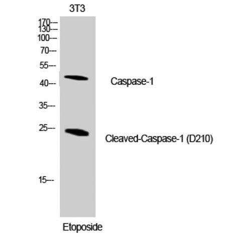 Anti Casp Caspase Antibody Rabbit Anti Human Polyclonal Lsbio