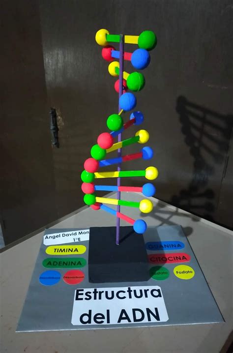 Pin By Chikinely Fashion On Diy Dna Project Biology Projects Dna Model