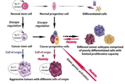 L Stem Cell Niche Flashcards Quizlet