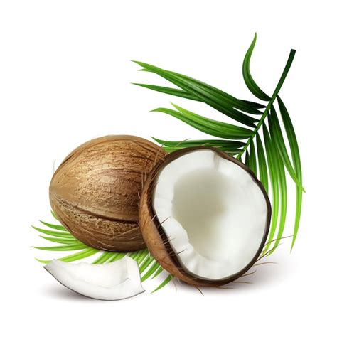 Vector de hojas de árbol y nuez tropical fresca de coco Vector Premium