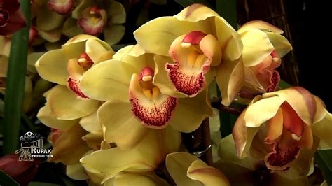 Orchid In Sikkim Cymbidium Orchid Cattleya Orchid Dendrobium