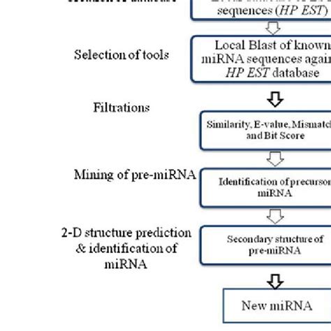 Schematic Representation Of Steps In Mirna Prediction And Its