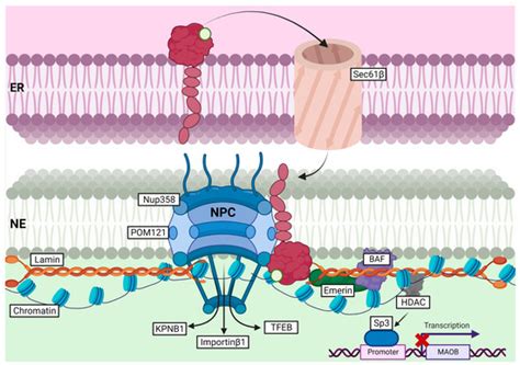 IJMS Free Full Text Overview Of Sigma 1R Subcellular Specific