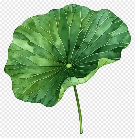 Lotus Leaf Png Pngwing