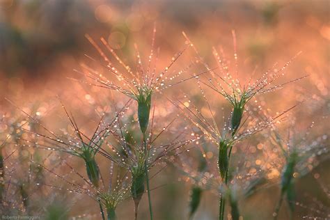 Il Sole Dopo La Pioggia Astratto Naturale Juzaphoto