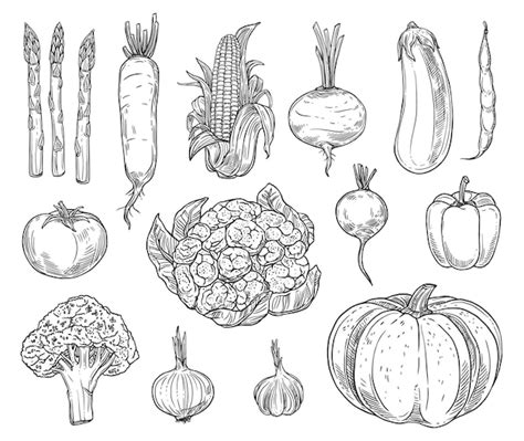 Premium Vector Farm Vegetables Sketches Vector Set