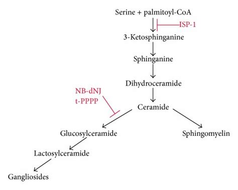 Metabolism Of Sphingolipids A And Cholesterol B And The Steps Where Download Scientific