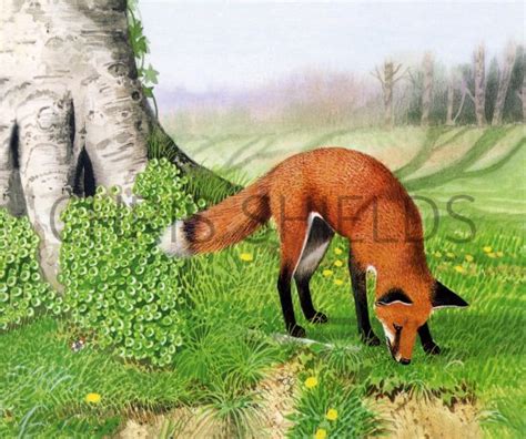 Fox Red Vulpes Vulpes M Illustration Mammal Illustrations By