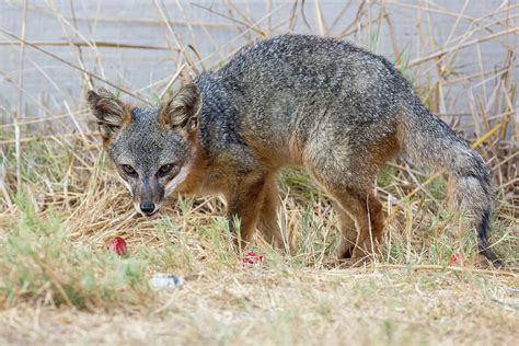 Island Fox Channel Islands National Park Photograph By Patrick Barron