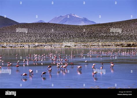 Flamingos. Reserva Nacional Eduardo Avaroa, Bolivia Stock Photo - Alamy