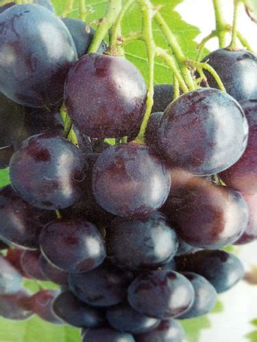 Vitis Vinifera Blauwe Druif Kopen Maréchal