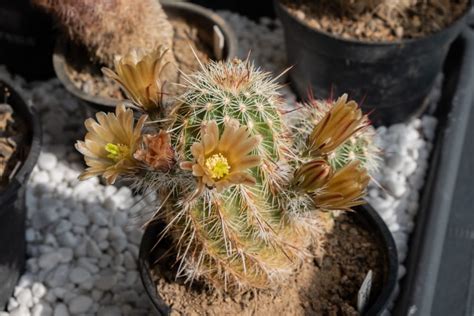 12 Types of Cacti in Texas (With Pictures) | House Grail