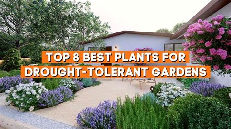 Top Best Plants For Drought Tolerant Gardens Plantdo Home