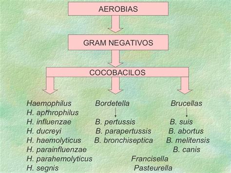 Clasificacion Bacteriana Las Bacterias Taxonomia Biologia Images