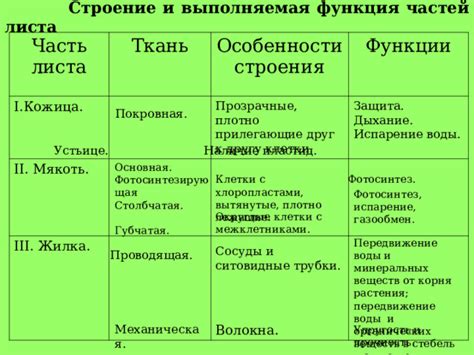 Методическая разработка к уроку по биологии 'Клеточное строение листа"