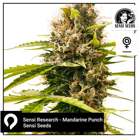 Sensi Research Mandarine Punch Sensi Seeds Feminised Seeds