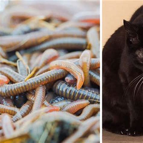 How Easy Is It To Get Worms From A Cat DIY Seattle