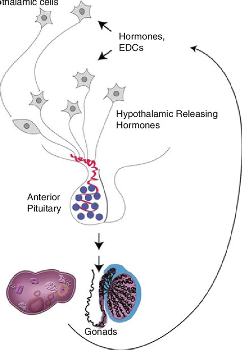 4 The hypothalamicpituitary-gonadal axis. GnRH is released into the ...