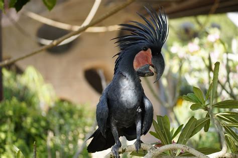 Cacatoès De Palme Oiseau Animal Photo gratuite sur Pixabay Pixabay