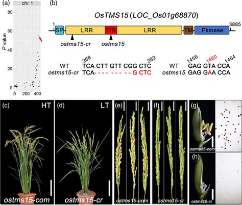 OsTMS15 encodes an LRR‐RLK in which a point mutation leads to the TGMS ...