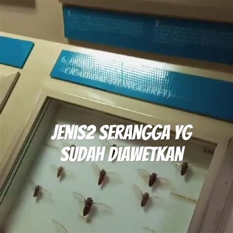 Bagi Kalian Yg Ingin Tau Belum Tau Jenis Serangga Dan Hewan Lainya