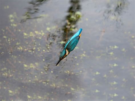 HD wallpaper: Birds, Kingfisher, Diving | Wallpaper Flare