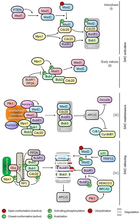 Frontiers Mapping Mitotic Death Functional Integration Of