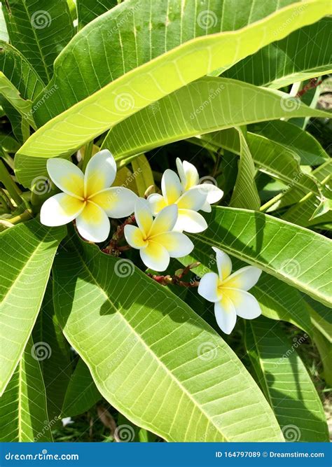 Frangipani Flower Tiare Flower In A Rainforest Of Mauritius Island Stock Image Image Of