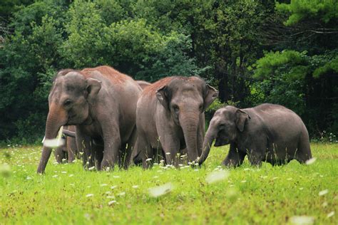 Asian Elephant - African Lion Safari