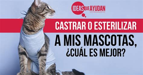 Castrar o esterilizar a mi mascota cuál es mejor Ideas Que Ayudan