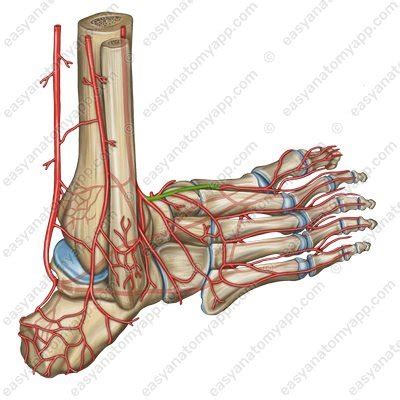 Dorsal Artery Of The Foot Easy Anatomy D