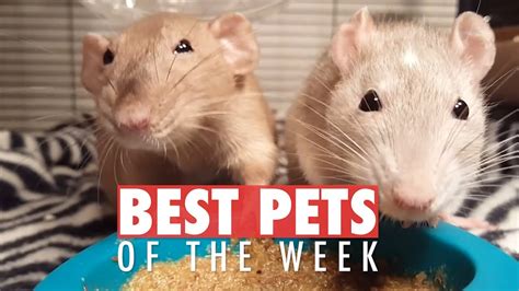 Best Pets Of The Week May 2018 Week 2 Youtube