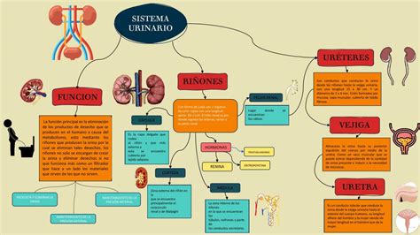 Sistema Urinario UDocz