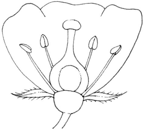 Blank Diagram Of The Parts Of A Flower Blank Flower Diagram