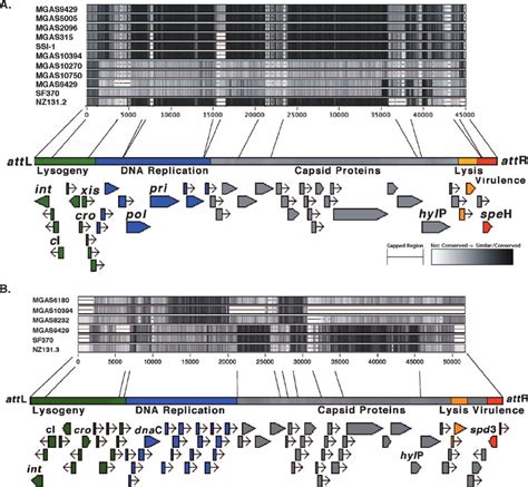 Prophages Nz A And Nz B The Genetic Maps Of The Two