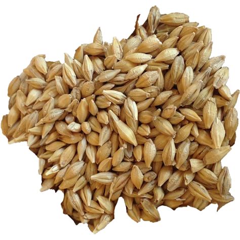 barley grain mh  group aps