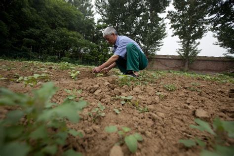 Beicology How Beijing Broke Ground On Combating Chinas Soil Pollution