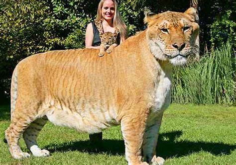 hercules the liger