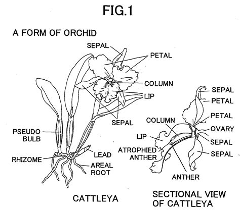 Anatomy Of An Orchid Plant With Pictures