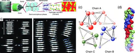 8 Hierarchical Structure Of Spider Silk A And Snapshots Of The