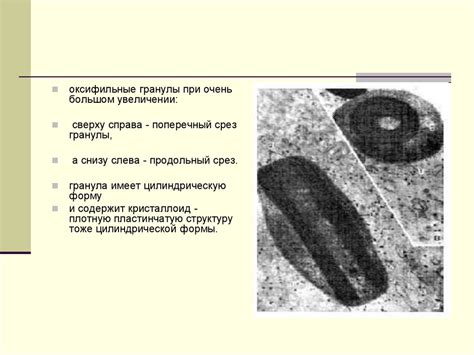 Кровь и лимфа - online presentation