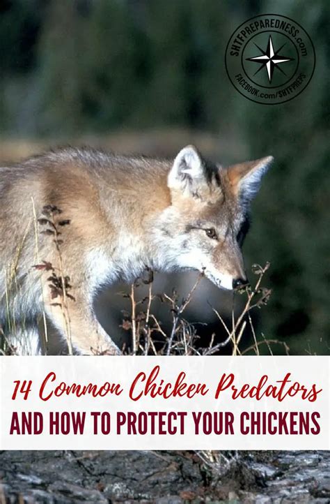 Common Chicken Predators And How To Protect Chickens