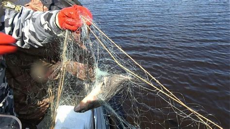 В Волгодонске осуждены браконьеры