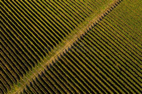 Aerial Top View Of Vineyard Stock Photo Image Of Land Harvesting