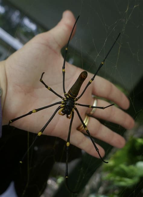 Giant Golden Orbweaver From Tully Qld Au On April At