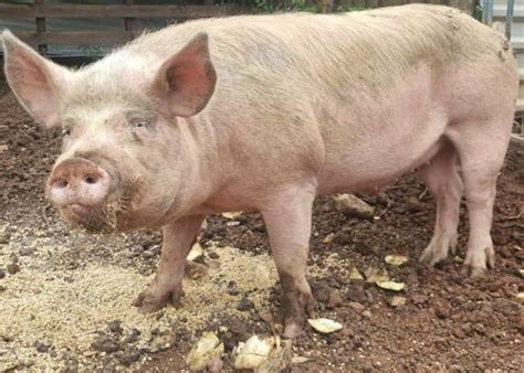 Pietrain Pigs For Sale | SellMyLivestock - The Online Livestock Marketplace