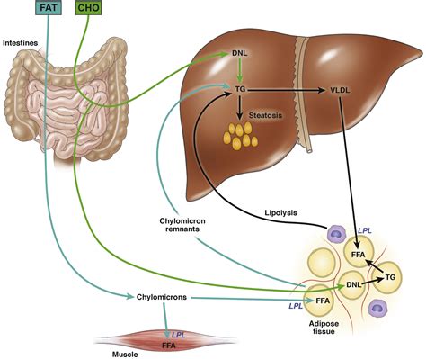 Macronutrients And The Adipose Liver Axis In Obesity And Fatty Liver