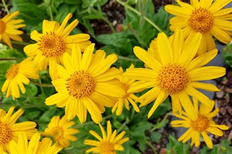 Calendula Vs Arnica Four Key Differences Rooted Revival