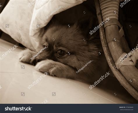 Lonely Dog Stock Photo 575890840 Shutterstock