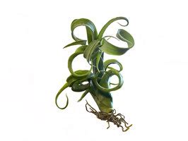 Tillandsia Curly Slim Bromelia BCN